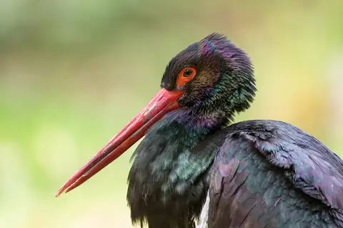 Black Stork
