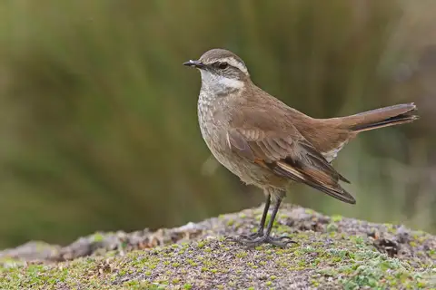Chestnut-winged Cinclodes