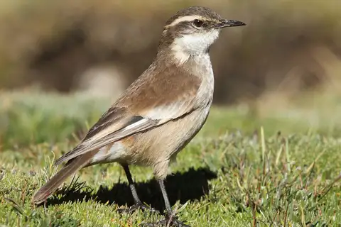 Cream-winged Cinclodes