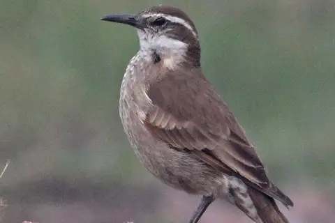 Stout-billed Cinclodes