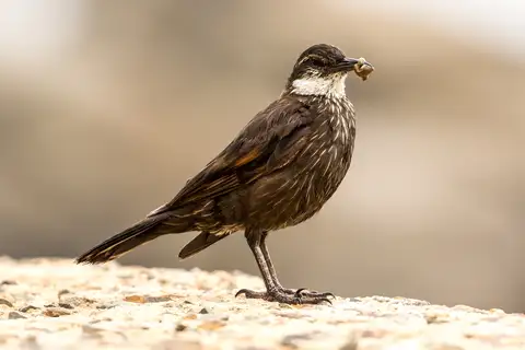 Chilean Seaside Cinclodes