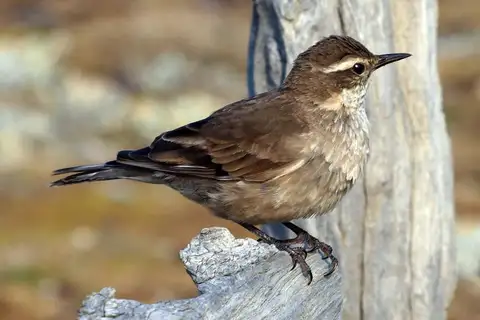 Grey-flanked Cinclodes