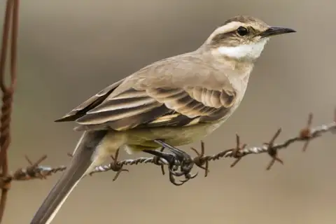 Long-tailed Cinclodes