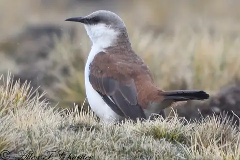 White-bellied Cinclodes