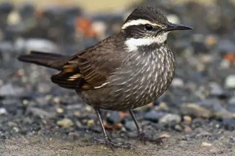 Dark-bellied Cinclodes