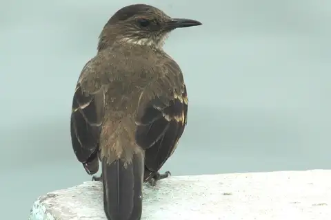 Peruvian Seaside Cinclodes