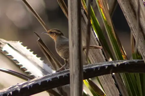 Buff-banded Thicketbird