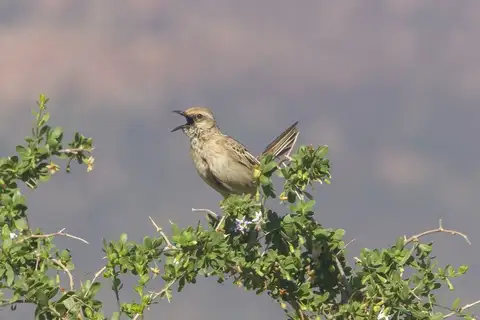 Brown Songlark