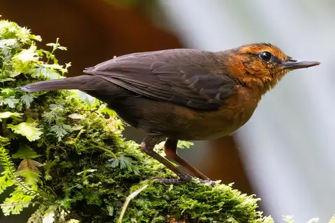 Bougainville Thicketbird
