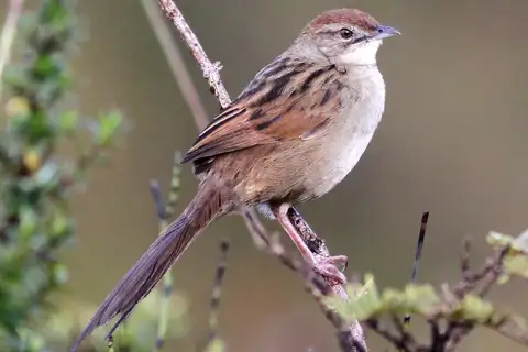 Papuan Grassbird
