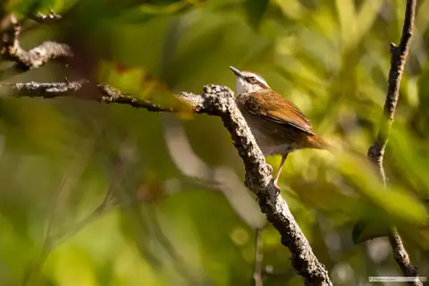 New Caledonian Thicketbird