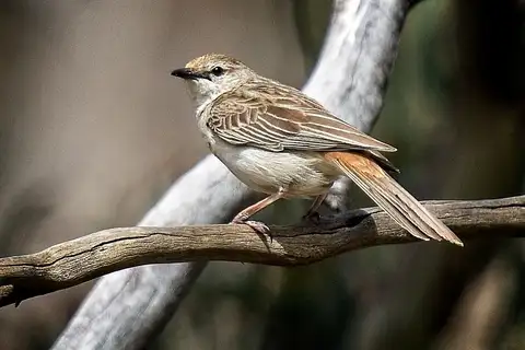 Rufous Songlark