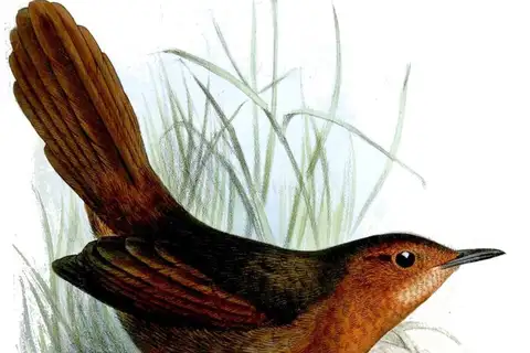 Rusty Thicketbird
