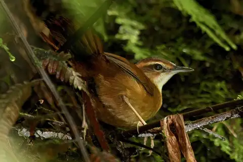 Long-legged Thicketbird