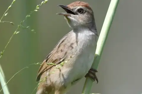 Tawny Grassbird