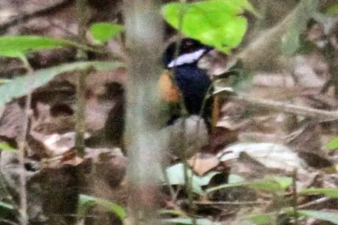 Painted Quail-thrush