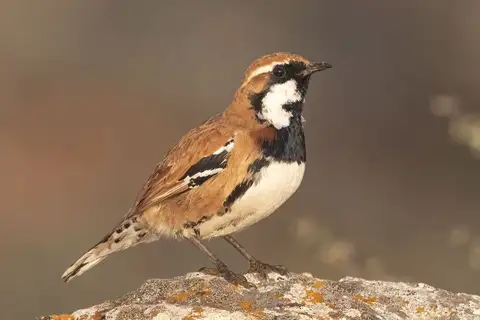 Nullarbor Quail-thrush