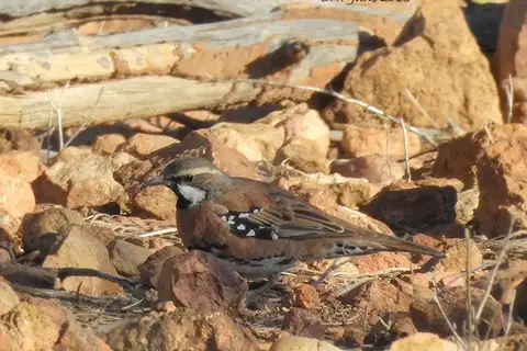 Chestnut-breasted Quail-thrush