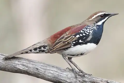 Chestnut Quail-thrush