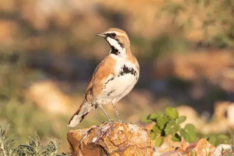 Cinnamon Quail-thrush