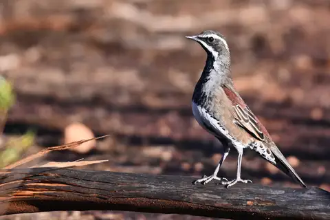 Copperback Quail-thrush