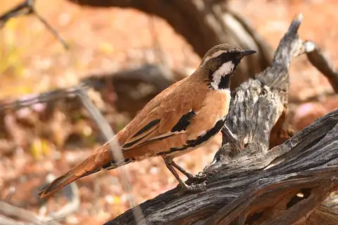 Western Quail-thrush