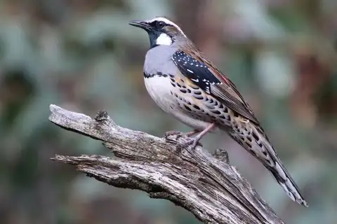 Spotted Quail-thrush