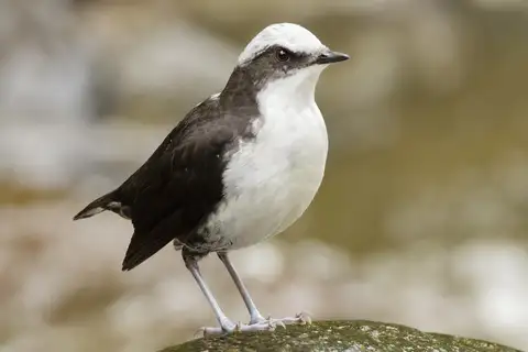 White-capped Dipper