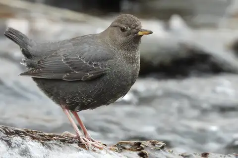 American Dipper