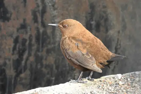 Brown Dipper