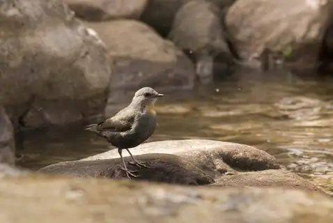 Rufous-throated Dipper
