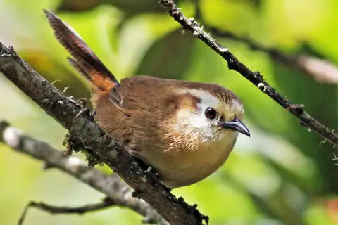 Fulvous Wren