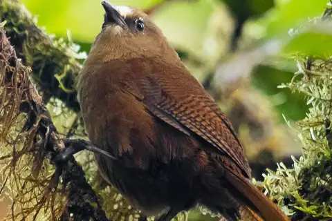 Sepia-brown Wren