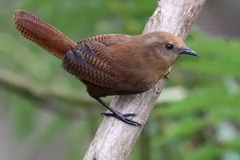 Peruvian Wren