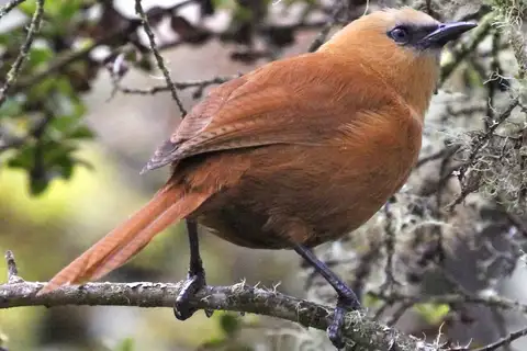 Rufous Wren