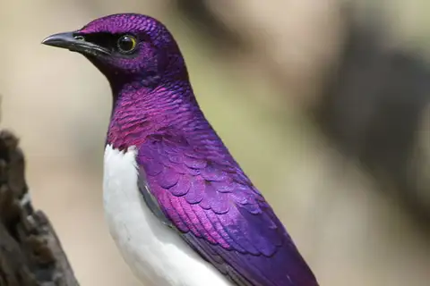 Violet-backed Starling