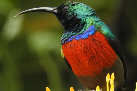 Greater Double-collared Sunbird