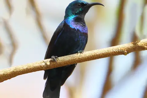 Purple Sunbird