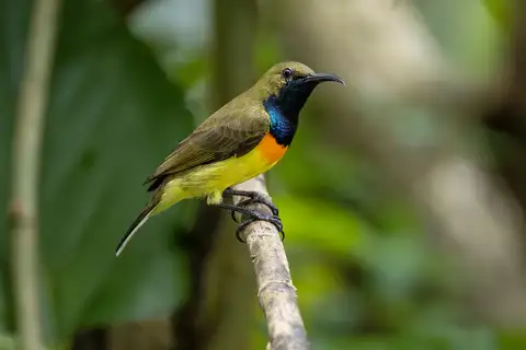 Palawan Sunbird