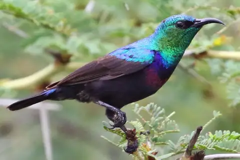 Purple-banded Sunbird