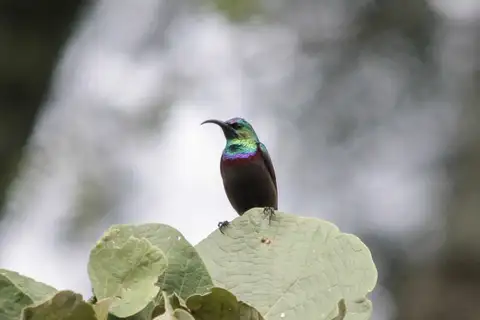 Orange-tufted Sunbird