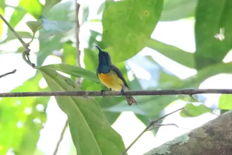 Apricot-breasted Sunbird