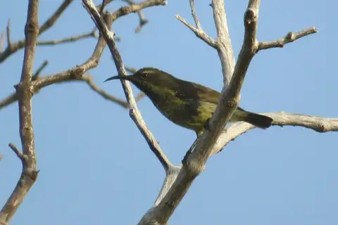 Violet-breasted Sunbird