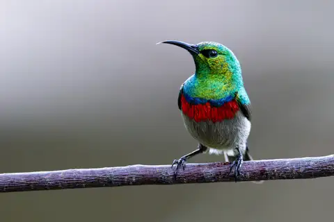 Southern Double-collared Sunbird