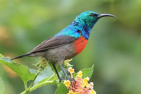 Olive-bellied Sunbird