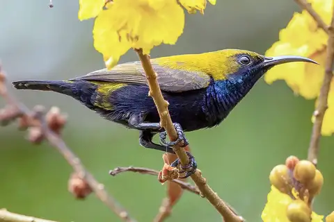 South Moluccan Sunbird