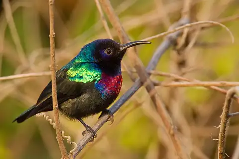 Splendid Sunbird