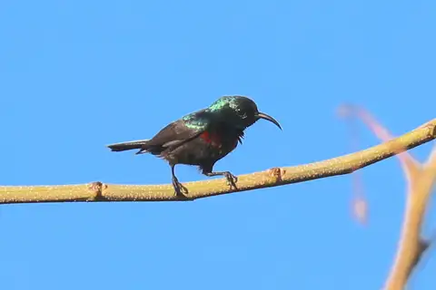 Anjouan Sunbird