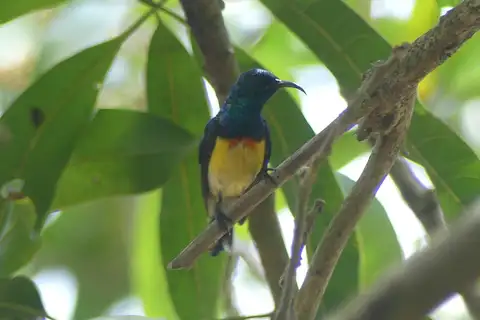 Mayotte Sunbird