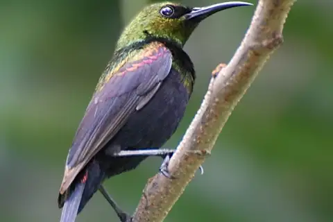 Copper Sunbird